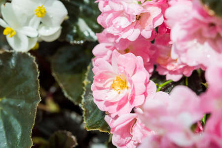 Background of bouquet of pink blooming rose bushの写真素材