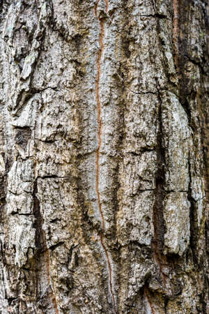 Tree bark texture