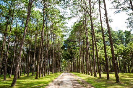 Walkway Lane Path With Green Trees in Pine park at Boa Keaw Silvicultural Research Station (Suan Son...