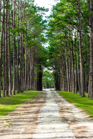 Walkway Lane Path With Green Trees in Pine park at Boa Keaw Silvicultural Research Station (Suan Son Boa Keaw).の写真素材