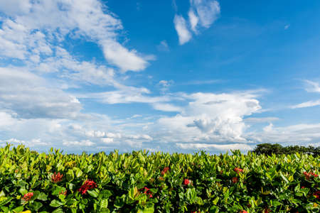 Scenes of flowers with blue skyの写真素材
