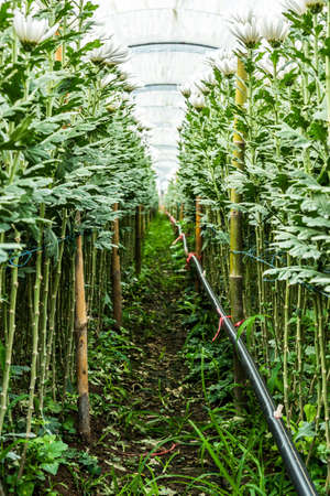 Chrysanthemum farm on Doi Inthanon mountain in Chiang Mai, Thailand.の写真素材