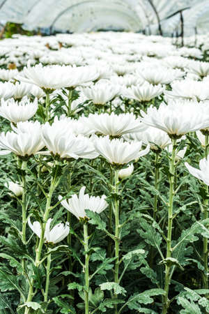 Chrysanthemum farm on Doi Inthanon mountain in Chiang Mai, Thailand.の写真素材