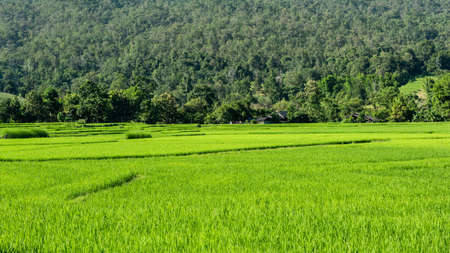 Landscape of rice farm in Thailand
