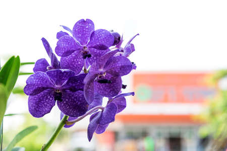 Beautiful orchid