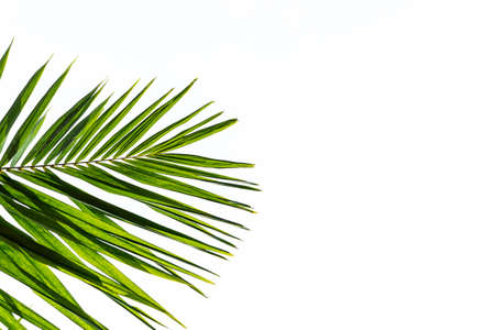 Palm leaves isolated on white