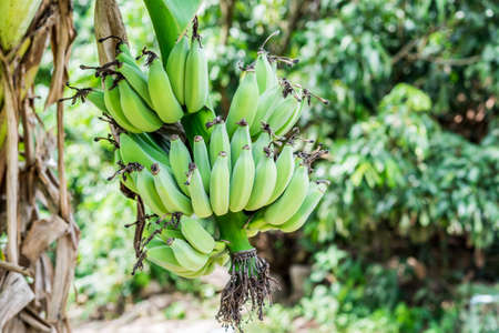 Bunch of bananas on treeの写真素材