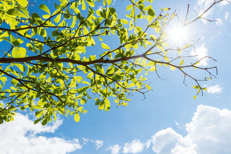 Green leaves against blue skyの写真素材