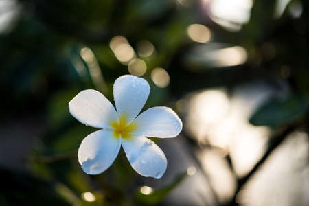 Plumeria with dew on natural light backgroundの写真素材
