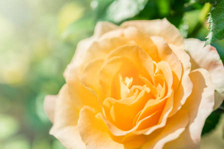 a bunch of roses in the gardenの写真素材