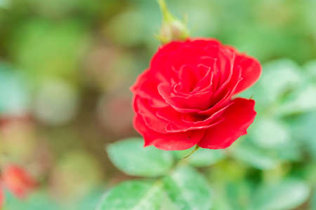 a bunch of roses in the gardenの写真素材