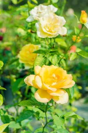 a bunch of roses in the gardenの写真素材