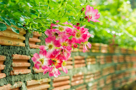 a bunch of roses in the gardenの写真素材