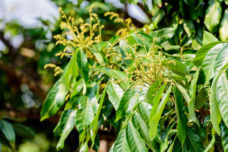 Longan flower Background with soft blue sky.の写真素材