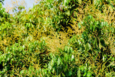Longan flower Background with soft blue sky.の写真素材