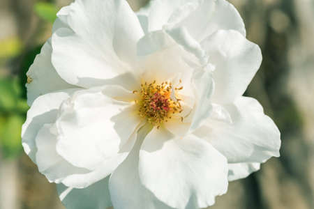 a bunch of roses in the gardenの写真素材