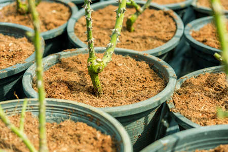 a bunch of roses in the gardenの写真素材