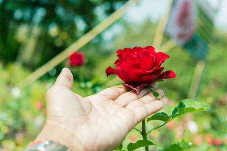 a bunch of roses in the gardenの写真素材