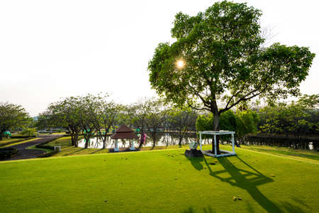 Green field in the gardenの写真素材