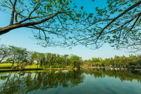 lake in the gardenの写真素材