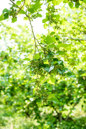 young mulberry on branchの写真素材