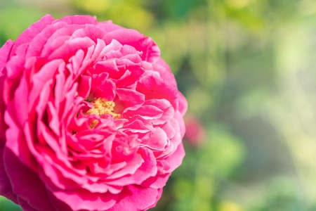 a bunch of roses in the gardenの写真素材