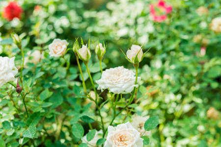 a bunch of roses in the gardenの写真素材