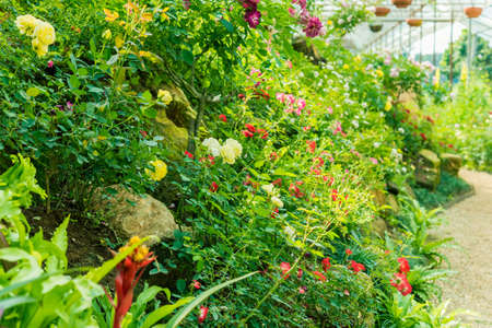 a bunch of roses in the gardenの写真素材