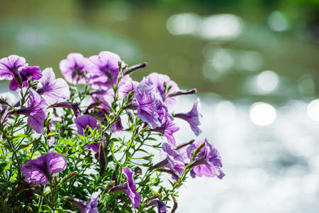 Beautiful purple flowers beside the riverの写真素材