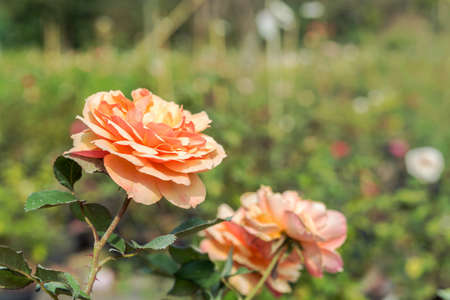 a bunch of roses in the gardenの写真素材