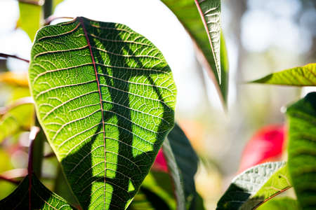A close up of a poinsettia plantの写真素材