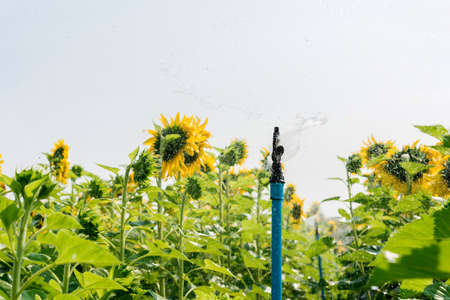 blooming flower of sunflower field in agriculture farmの写真素材