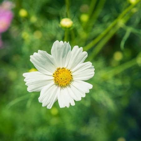 Cosmos flowers blooming in the gardenの写真素材