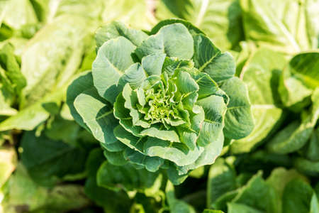 Fresh green lettuceの写真素材