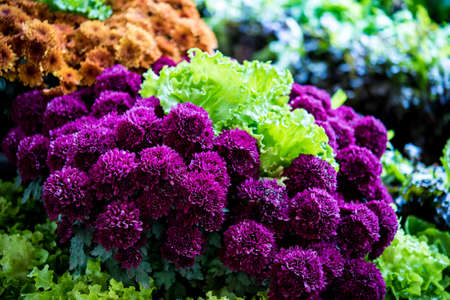 colorful flower vegetable and flowerの写真素材