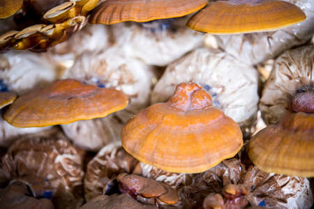 Lingzhi mushrooms in mushroom farm