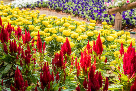 Flower and ornamental plants in the gardenの写真素材