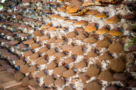 Lingzhi mushrooms in mushroom farmの写真素材