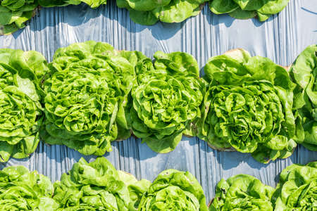 Fresh green lettuce on the field (Butter head)