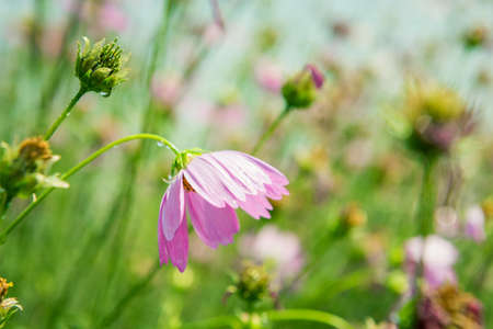 Cosmos flowers blooming in the gardenの写真素材