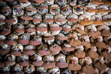 Lingzhi mushrooms in mushroom farmの写真素材
