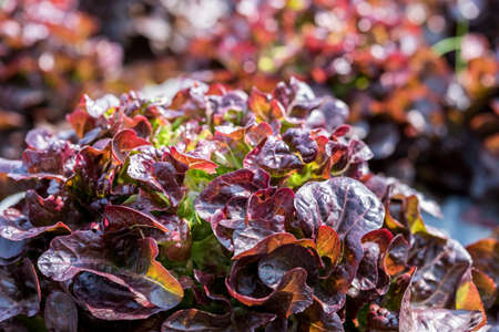 Fresh red lettuceの写真素材