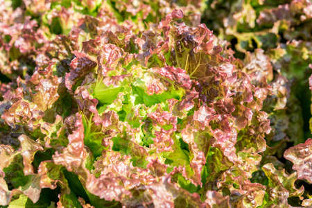 Fresh red lettuce