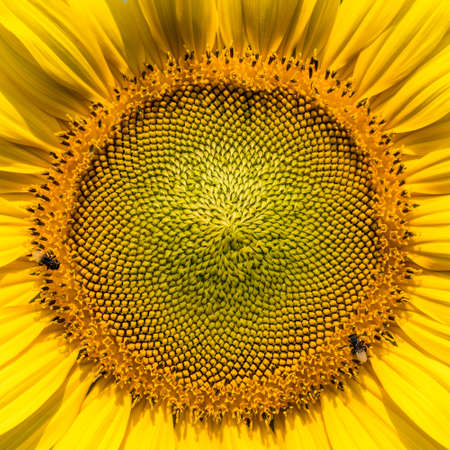 close-up of a beautiful sunflowerの写真素材