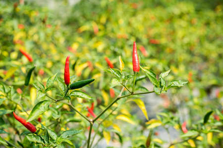 chilies growing in the vegetable gardenの写真素材