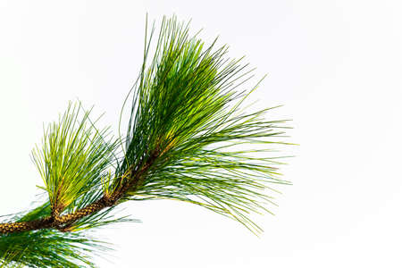 Pine tree branch isolated on whiteの写真素材