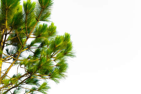 Pine tree branch isolated on white