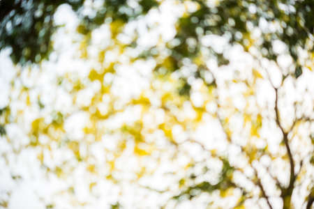 blurred of image abstract yellow flowersの写真素材