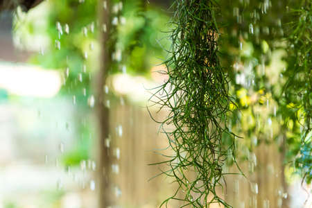 Spanish Moss hanging in front of a backdrop with water drops.の写真素材