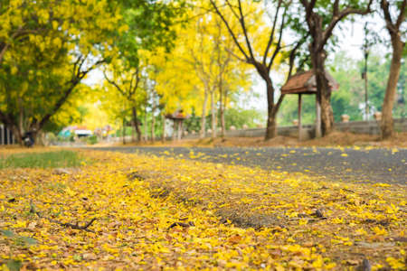 Cassia fistula flower and the road in countryside